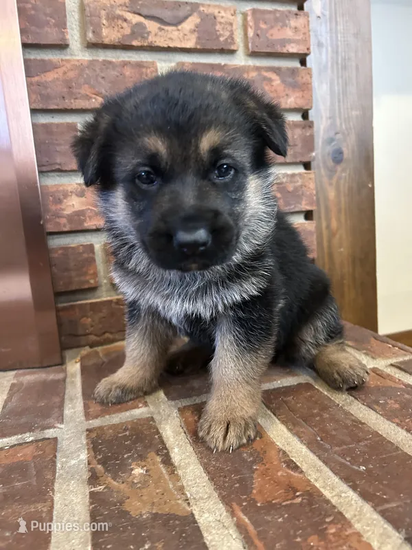 AKC Female - Pink Collar – German Shepherd Dog puppy on hold in Chatsworth, IL