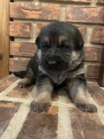 AKC Female - Pink Collar, a female German Shepherd Dog for sale in Chatsworth, IL – Photo 4 of 4