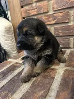 AKC Female - Pink Collar, a female German Shepherd Dog for sale in Chatsworth, IL – Photo 3 of 4