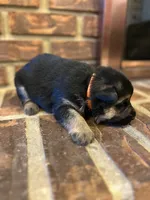 AKC Male - Orange collar, a male German Shepherd Dog for sale in Chatsworth, IL – 3 of 4