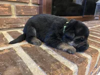 AKC Male - Lime Green collar, a male German Shepherd Dog for sale in Chatsworth, IL – 3 of 3