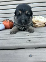 AKC Male - Gray Collar, a male German Shepherd Dog for sale in Chatsworth, IL – 2 of 2