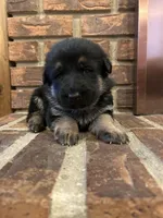 AKC Female - Purple Collar, a female German Shepherd Dog for sale in Chatsworth, IL – Photo 4 of 4