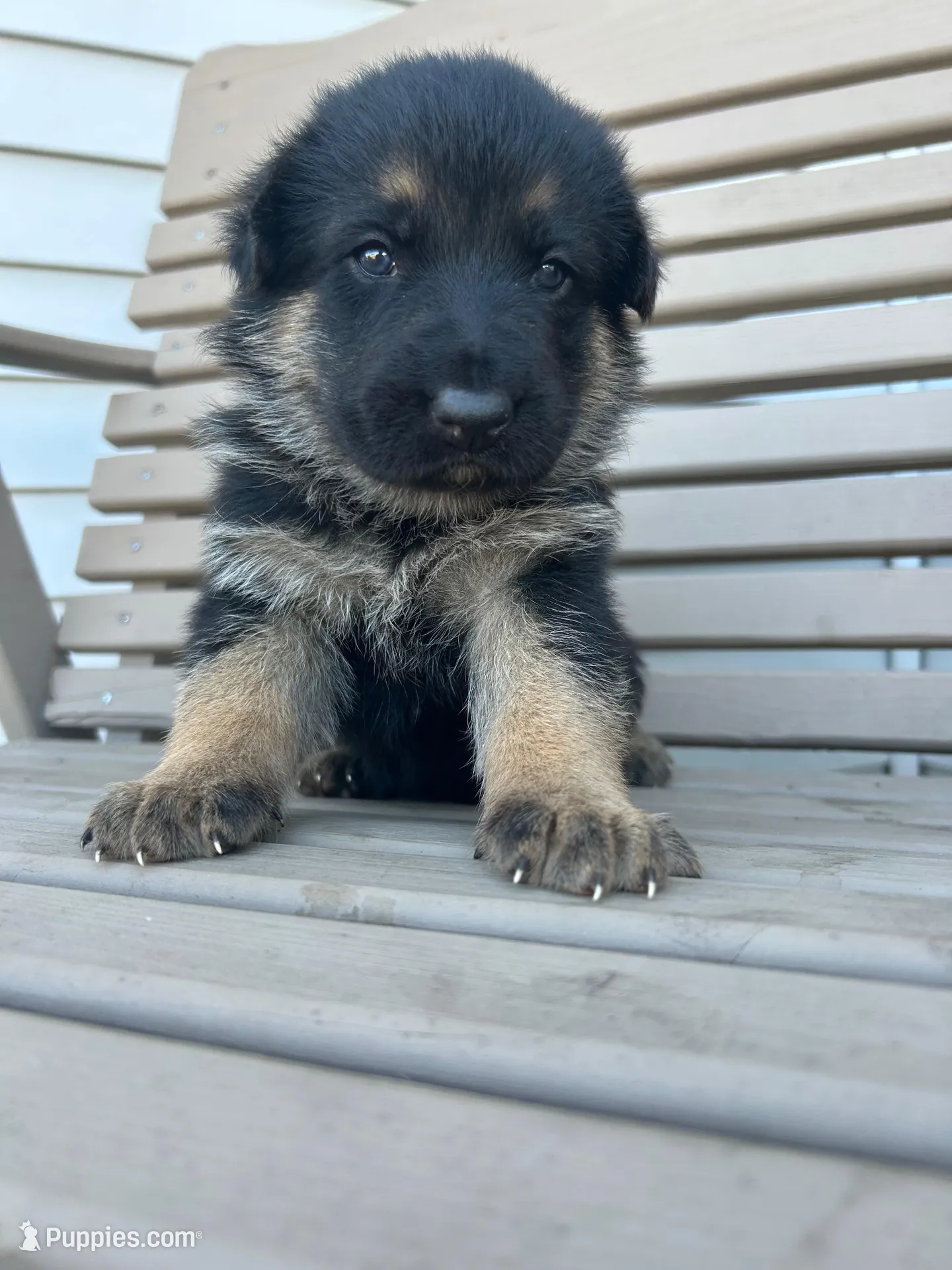 AKC Female - Purple Collar – German Shepherd Dog puppy for sale in Chatsworth, IL