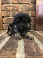 AKC Female - Purple Collar, a female German Shepherd Dog for sale in Chatsworth, IL – Photo 2 of 4