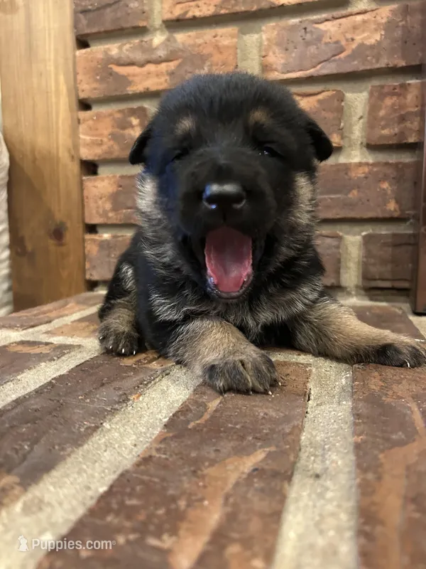 AKC Female - Purple Collar – German Shepherd Dog puppy for sale in Chatsworth, IL