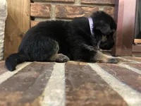 AKC Female - Purple Collar, a female German Shepherd Dog for sale in Chatsworth, IL – Photo 3 of 4