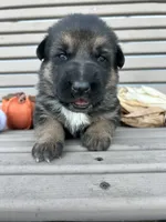 AKC Male - Black Collar, a male German Shepherd Dog for sale in Chatsworth, IL – 3 of 4