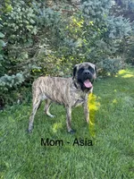 Axel - AKC English Mastiff, a male English Mastiff for sale in Chatsworth, IL – 7 of 8