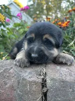 AKC Male - Orange collar, a male German Shepherd Dog for sale in Chatsworth, IL – 2 of 4