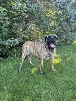 AKC English Mastiff Puppies coming soon!!, a  English Mastiff for sale in Chatsworth, IL – 3 of 3