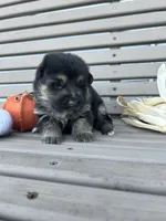 AKC Male - Red Collar, a male German Shepherd Dog for sale in Chatsworth, IL – 2 of 3