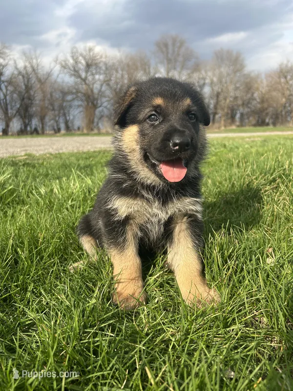 AKC Male - Orange collar  – German Shepherd Dog puppy for sale in Chatsworth, IL