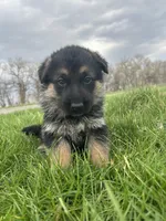 AKC Male - Green collar , a male German Shepherd Dog for sale in Chatsworth, IL – Photo 3 of 9