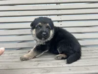 AKC Male - Orange collar , a male German Shepherd Dog for sale in Chatsworth, IL – Photo 4 of 6