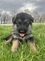 AKC Male - Green collar , a male German Shepherd Dog for sale in Chatsworth, IL – Photo 5 of 9