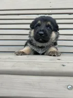 AKC Male - Orange collar , a male German Shepherd Dog for sale in Chatsworth, IL – Photo 2 of 6