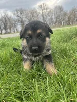 AKC Male - Green collar , a male German Shepherd Dog for sale in Chatsworth, IL – Photo 4 of 9