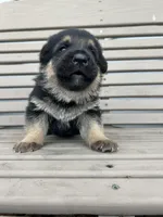 AKC Male - Orange collar , a male German Shepherd Dog for sale in Chatsworth, IL – Photo 5 of 6