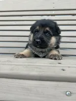 AKC Male - Orange collar , a male German Shepherd Dog for sale in Chatsworth, IL – Photo 1 of 6