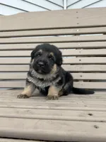 AKC Male - Orange collar , a male German Shepherd Dog for sale in Chatsworth, IL – Photo 3 of 6