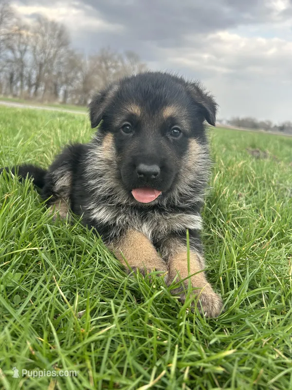 AKC Male - Green collar , a male German Shepherd Dog for sale in Chatsworth, IL – Photo 1 of 9