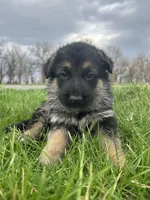 AKC Male - Green collar , a male German Shepherd Dog for sale in Chatsworth, IL – Photo 2 of 9