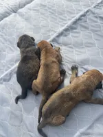 Axel - AKC English Mastiff, a male English Mastiff for sale in Chatsworth, IL – 4 of 8