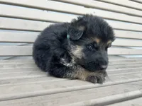 AKC Male - Green collar, a male German Shepherd Dog for sale in Chatsworth, IL – Photo 5 of 6