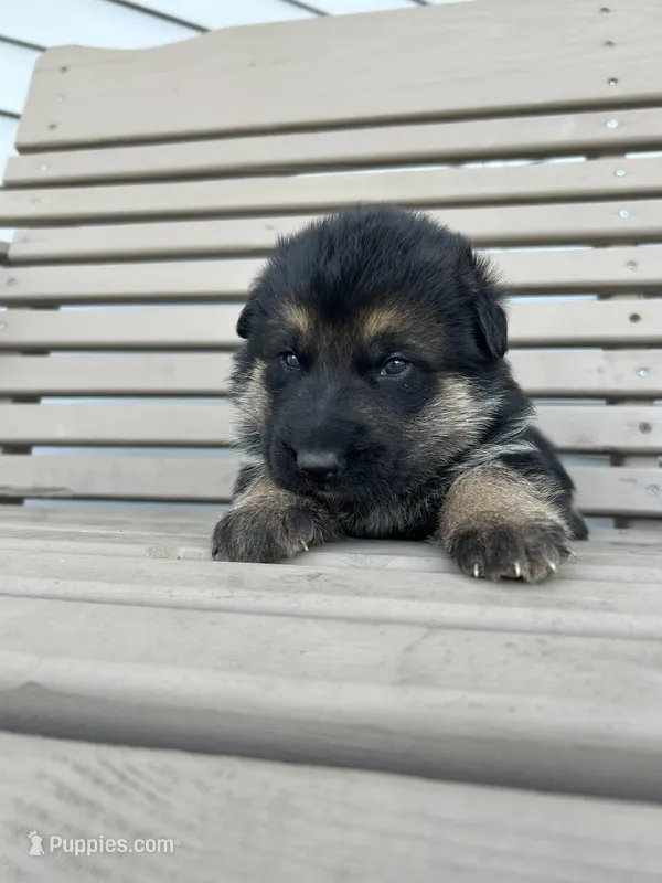 AKC Male - Green collar – German Shepherd Dog puppy for sale in Chatsworth, IL