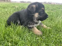 AKC Male - Orange collar, a male German Shepherd Dog for sale in Chatsworth, IL – Photo 5 of 9