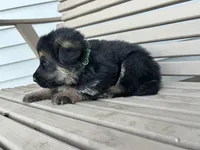 AKC Male - Green collar, a male German Shepherd Dog for sale in Chatsworth, IL – Photo 6 of 6