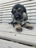 AKC Male - Green collar, a male German Shepherd Dog for sale in Chatsworth, IL – Photo 2 of 6