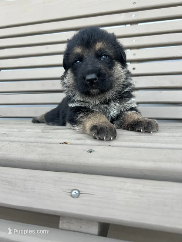 AKC Male - Green collar – German Shepherd Dog puppy for sale in Chatsworth, IL