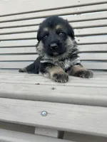 AKC Male - Green collar, a male German Shepherd Dog for sale in Chatsworth, IL – Photo 3 of 6