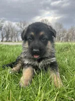 AKC Male - Orange collar, a male German Shepherd Dog for sale in Chatsworth, IL – Photo 8 of 9