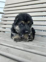 AKC Male - Green collar, a male German Shepherd Dog for sale in Chatsworth, IL – Photo 4 of 6