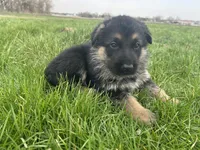 AKC Male - Orange collar, a male German Shepherd Dog for sale in Chatsworth, IL – Photo 4 of 9