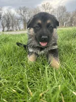 AKC Male - Orange collar, a male German Shepherd Dog for sale in Chatsworth, IL – Photo 7 of 9