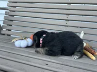 AKC Female - Pink Collar, a female German Shepherd Dog for sale in Chatsworth, IL – 2 of 3