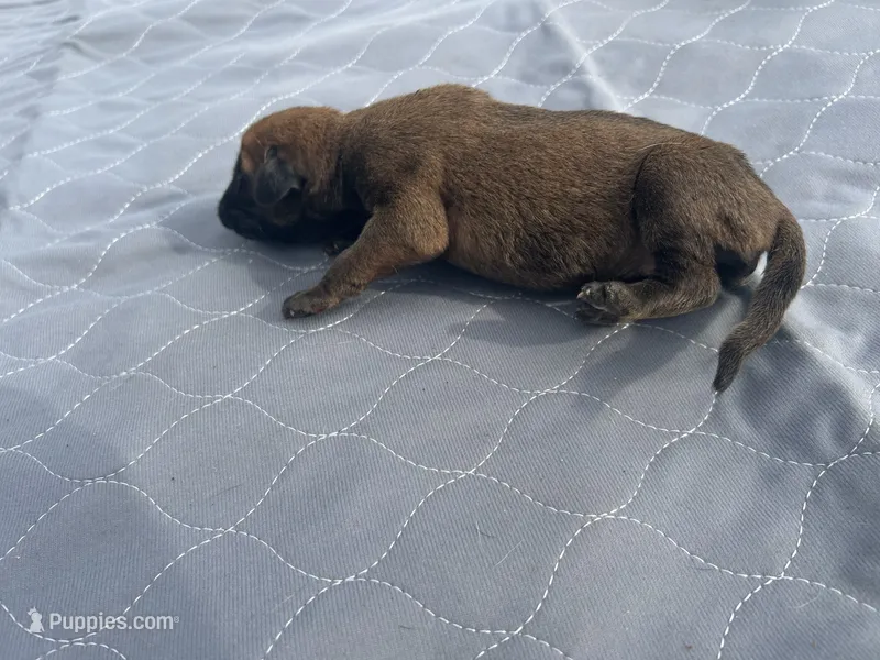 Axel - AKC English Mastiff – English Mastiff puppy for sale in Chatsworth, IL