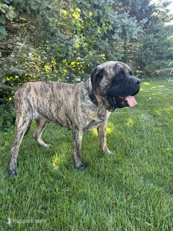AKC English Mastiff Puppies coming soon!! – English Mastiff puppy for sale in Chatsworth, IL