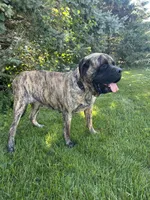 AKC English Mastiff Puppies coming soon!!, a  English Mastiff for sale in Chatsworth, IL – 1 of 3