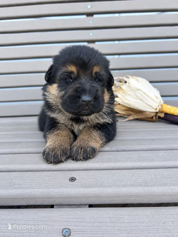 AKC Male - Lime Green collar – German Shepherd Dog puppy for sale in Chatsworth, IL
