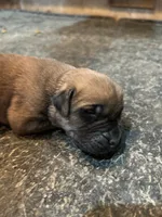 Axel - AKC English Mastiff, a male English Mastiff for sale in Chatsworth, IL – 2 of 8