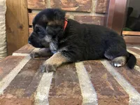 AKC Female - Red Collar, a female German Shepherd Dog for sale in Chatsworth, IL – Photo 5 of 6