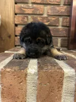 AKC Female - Red Collar, a female German Shepherd Dog for sale in Chatsworth, IL – Photo 2 of 6