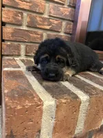 AKC Female - Red Collar, a female German Shepherd Dog for sale in Chatsworth, IL – Photo 6 of 6