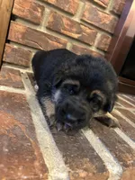 AKC Female - Red Collar, a female German Shepherd Dog for sale in Chatsworth, IL – Photo 3 of 6