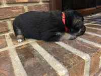 AKC Female - Red Collar, a female German Shepherd Dog for sale in Chatsworth, IL – Photo 4 of 6